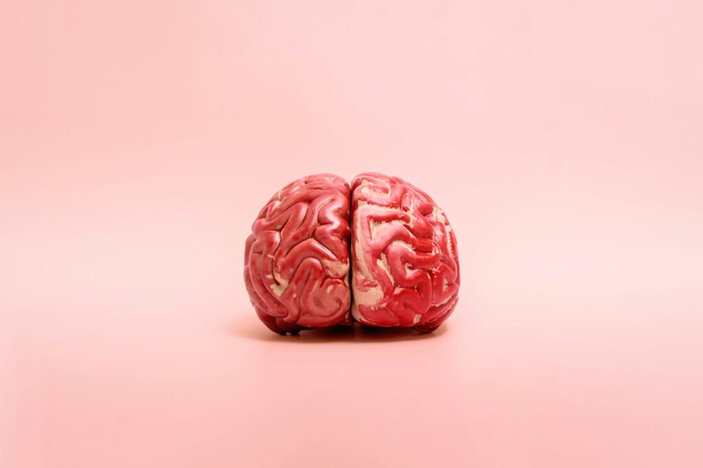 A model of the human brain on a pink background with copy space.